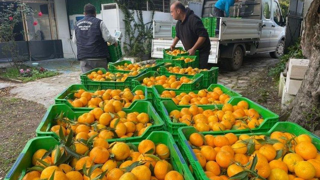 Muğla'da üreticiden mandalin alımı sürüyor
