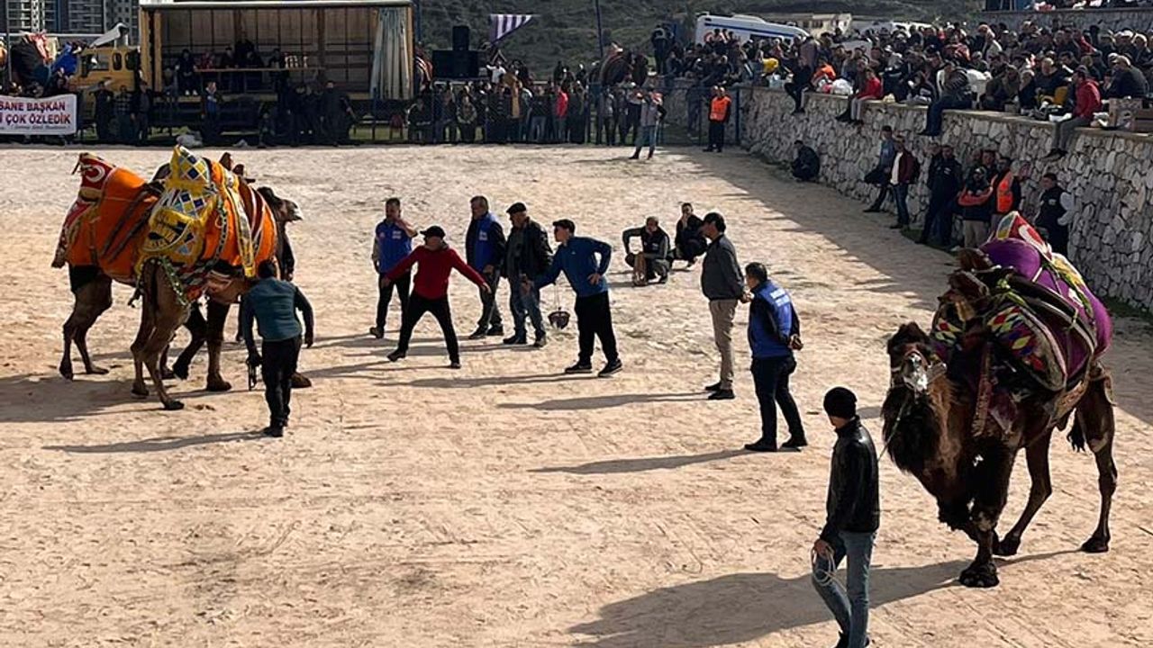 Muğla'da spor kulübü yararına deve güreşi düzenlendi