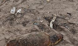 Datça'da sahilde yaralı caretta caretta bulundu