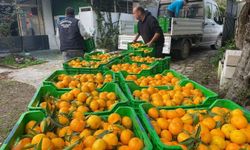 Muğla'da üreticiden mandalin alımı sürüyor