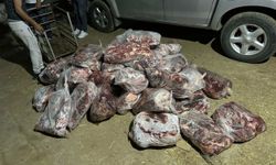 1 tona yakın domuz eti ele geçirildi