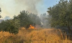 Aydın Germencik'te zeytinlik ve ormanlık alanda çıkan yangına müdahale ediliyor