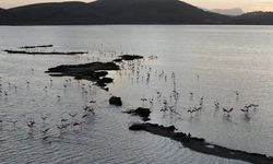 Muğla'daki Tuzla Sulak Alanı'nda göçmen kuş yoğunluğu yaşanıyor