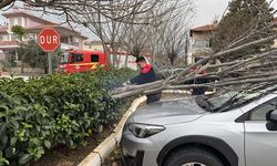 Fırtınanın devirdiği ağaçlar 2 araca zarar verdi