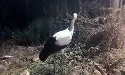 Ekipler yavru leylek için seferber oldu