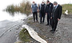 Köyceğiz Gölünde ölü Yayın Balığı sahile vurdu