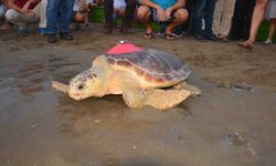 Uydudan izlenen 'Caretta Tuba' iki yılda 10 bin kilometre yol aldı