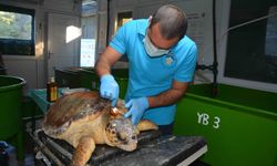 Caretta cerattanın yüzgecinde olta iğnesi fark edilince tedavi altına alındı