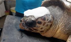 Yaralı bulunan Caretta DEKAMER'de tedaviye alındı