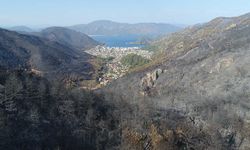 Fidan dikim seferberliği 11 Kasım'da