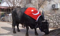 200 bin liraya satıldı, 933,5 kilo karkas et çıktı
