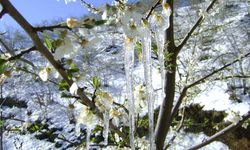 Meteorolojiden ‘Zirai don’ uyarısı