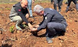 Polisler ve orman işletme yanan alanlarda fidan dikti