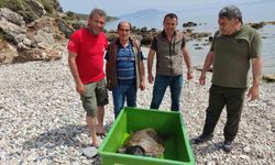 Çocuklar sahile vuran kaplumbağa için seferber oldu