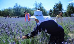 Lavanta bahçesi yeni sezona hazırlanıyor