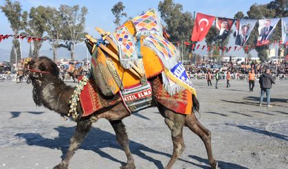 Aydın'da 180 deve güreş arenasına çıktı