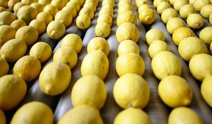Limon ihracatı yarından itibaren geçici olarak durdurulacak