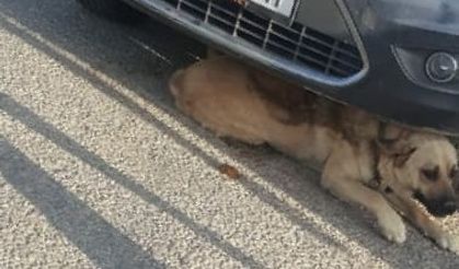 Otomobilin altına sıkışan köpeği itfaiye kurtardı