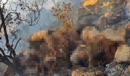 Marmaris’te orman yangınında bulunan ceset Belçika vatandaşı çıktı