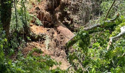 Seydikemer’de üzerine ağaç devrilen turist öldü
