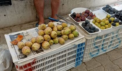 'Dikenli incir' tanesi 10 liradan satılıyor