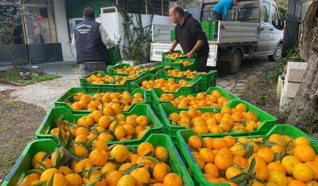 Muğla'da üreticiden mandalin alımı sürüyor