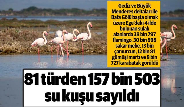 Ege'deki 30 sulak alanda 81 türden 157 bin 503 su kuşu sayıldı