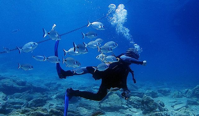 Bodrum, su altı zenginlikleriyle ziyaretçilerini ağırlıyor