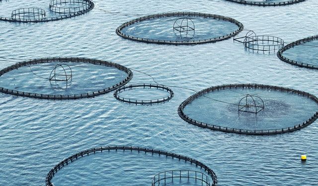 Muğla'dan geçen yıl 625,6 milyon dolarlık su ürünleri ihracatı yapıldı