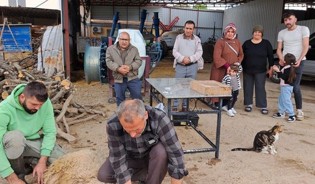Aydın'da etkili olan yağış dolayısıyla "şükür kurbanı" kesildi