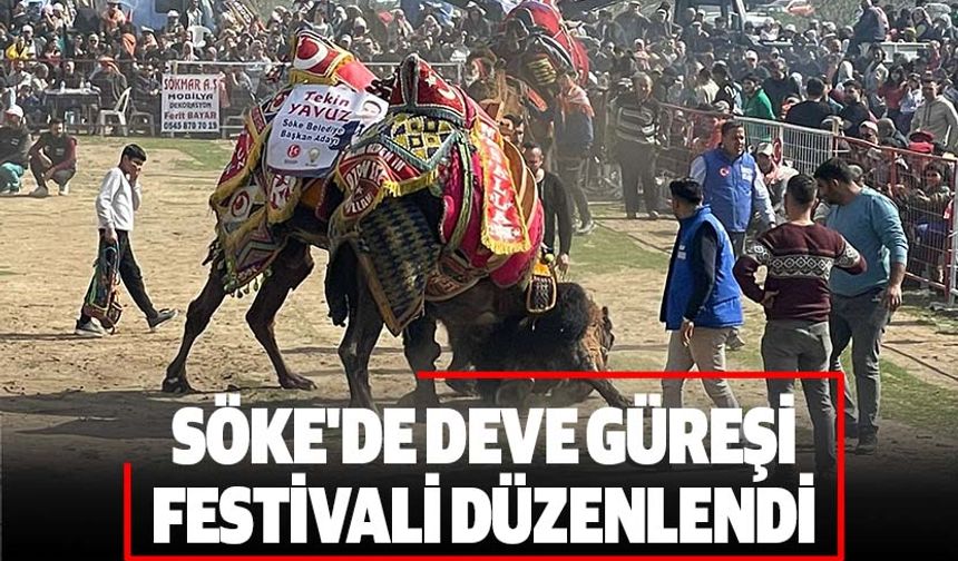 Söke'de deve güreşi festivali düzenlendi