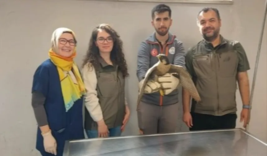 Denizli Büyükşehir yaralı akdoğanı hayata döndürdü