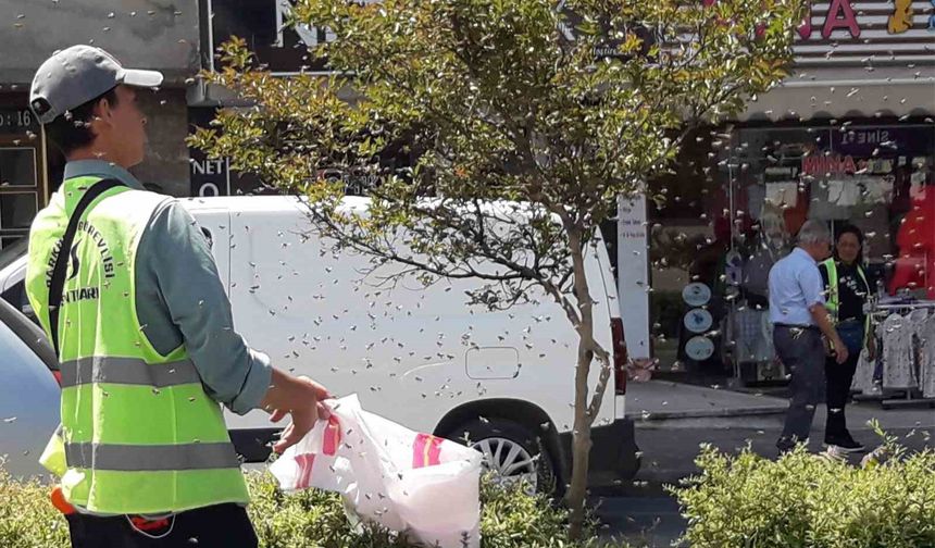 Şehrin göbeğinde arılar oğul verdi
