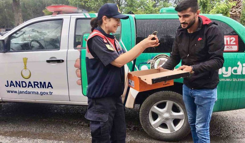 Yaralı Ebabil kuşu eve sığındı