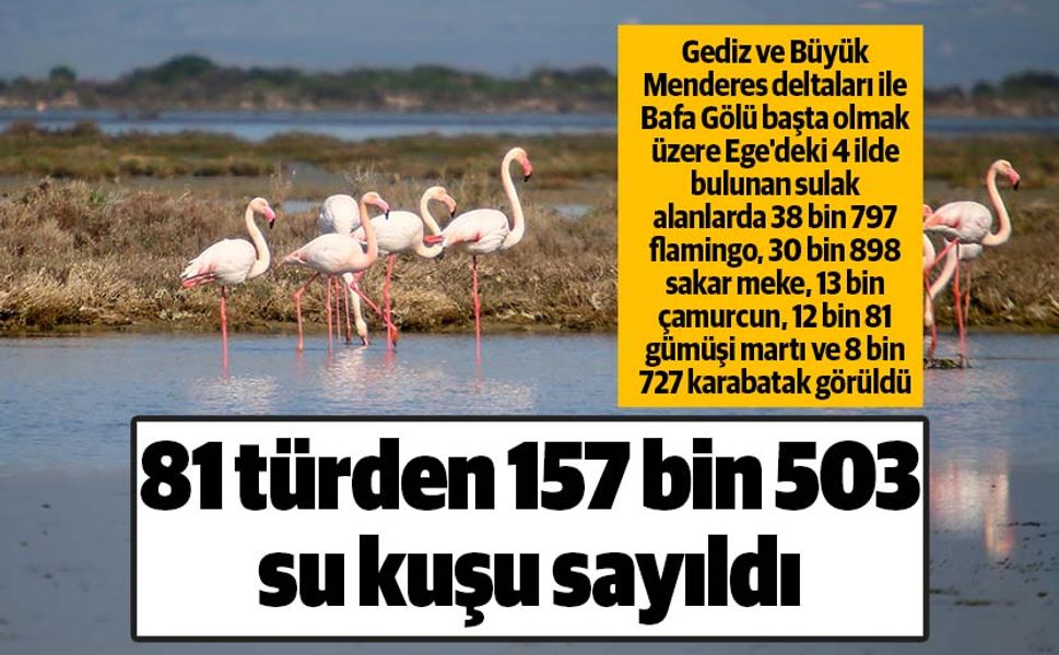 Ege'deki 30 sulak alanda 81 türden 157 bin 503 su kuşu sayıldı