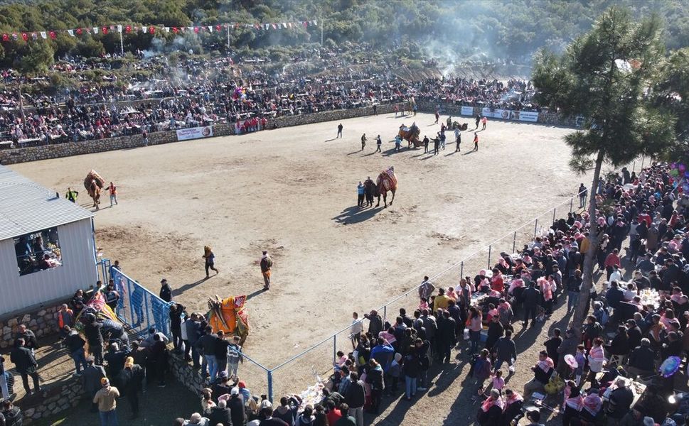 Bodrum'da "Geleneksel Deve Güreşi Festivali" yapıldı