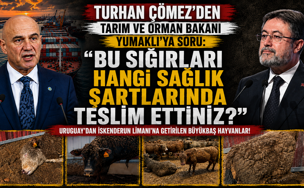 “BU SIĞIRLARI HANGİ SAĞLIK ŞARTLARINDA TESLİM ETTİNİZ?”
